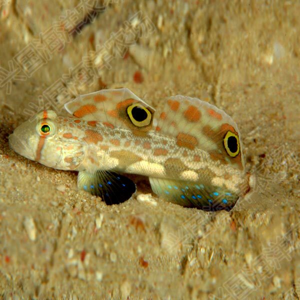 虾虎驱车蟹眼活体海水观赏鱼海珊瑚翻砂钻石哨兵鱼