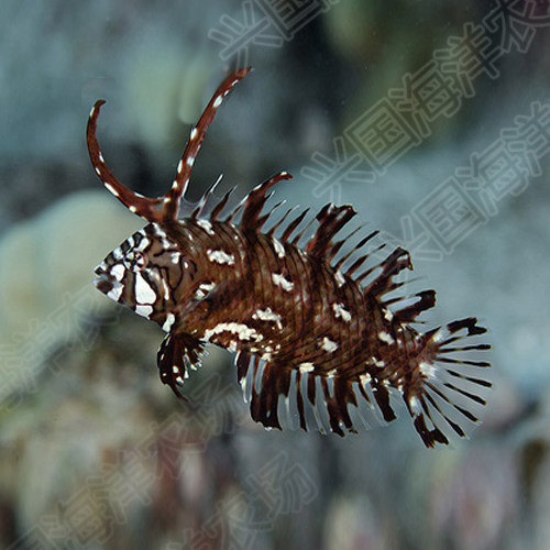 角龙海水活体隆头鱼海缸吃生物兴国海洋农场鱼