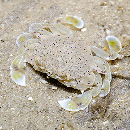 黎明蟹 翻沙蟹海水鱼缸活体黄色小螃蟹翻砂海星利器快递包活 - 购吧网