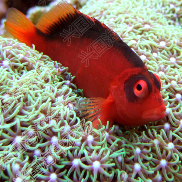 2b美国红鹰火焰鹰鱼海水观赏鱼活体红色小鱼鱼