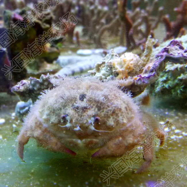 德汉劳棉活体海水宠物小螃蟹海观赏生物兴国海洋蟹