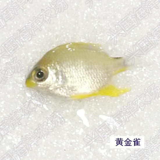 黄金雀黄将军海水鱼活体雀雕类闯缸蓝魔黄魔青魔么黄色快递包活