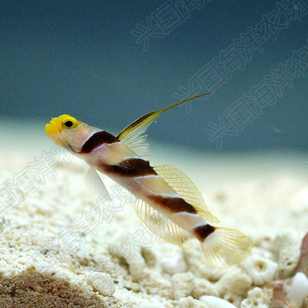 天线黑天虾虎黑线雷达海水活体海缸翻生物快递鱼