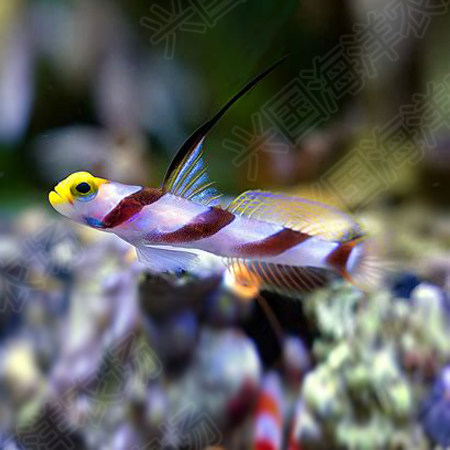 天线黑天虾虎黑线雷达海水活体海缸翻生物快递鱼