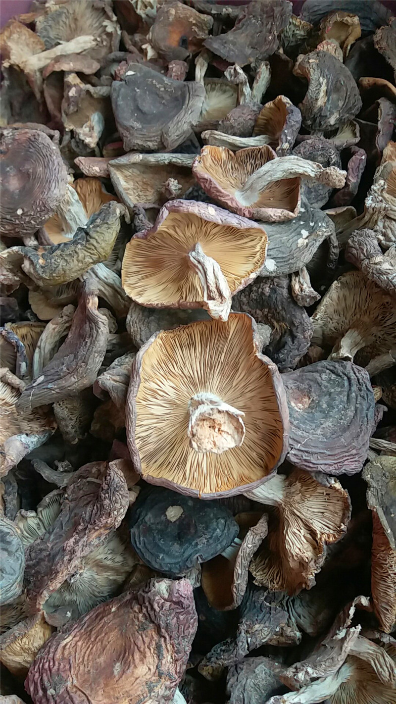 野生梨菇福建正宗特产干货蘑菇三明明龙精选其它干货
