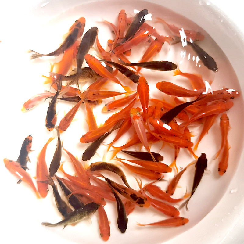 冷水红草小金鱼活体鱼龙鱼发财鱼地图鱼草鲫鱼饲料鱼活体公园垂钓 - 