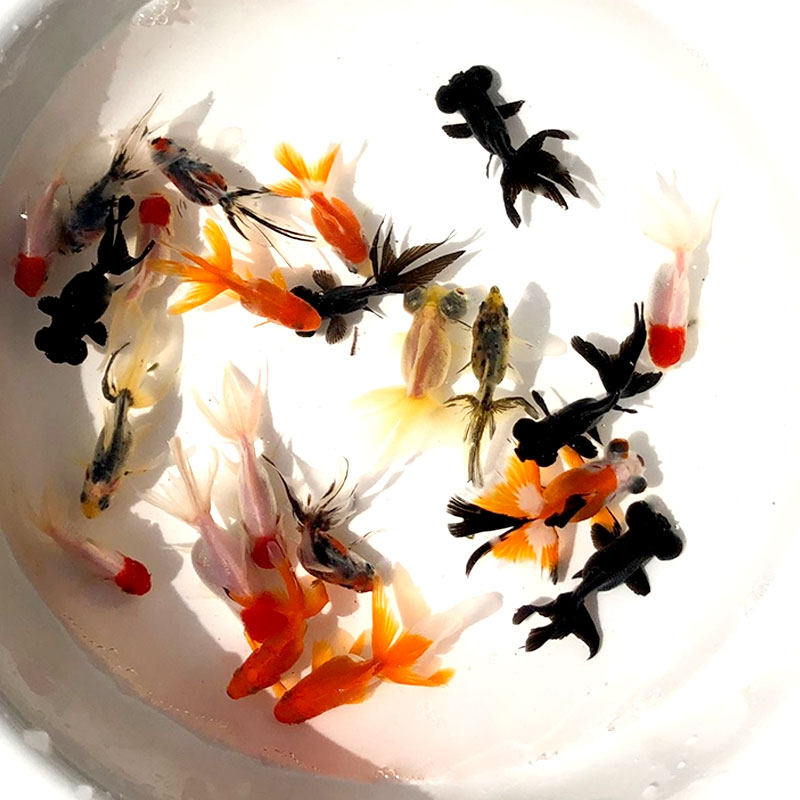 金鱼活体冷水鱼绣球鹤顶红红红狮蓝寿朝天天龙鱼