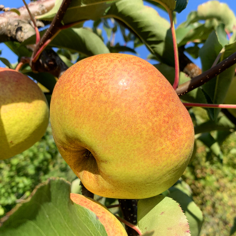东北特产延边龙井苹果梨单500g新鲜水果特等梨