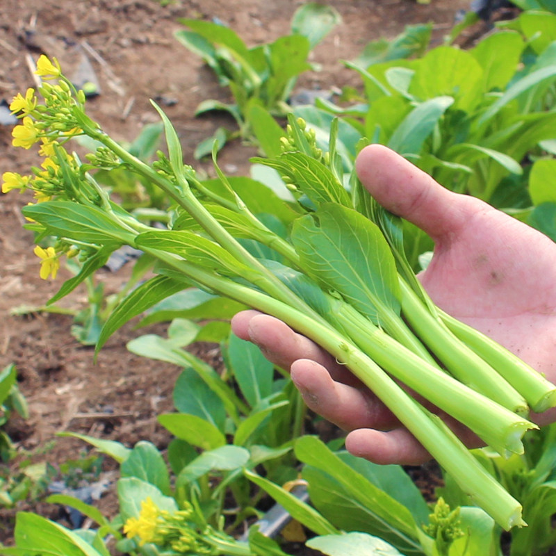 菜心正源矮脚45天种子种籽菜苔四季四九蔬菜家庭园艺种子