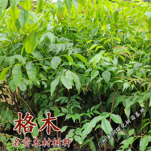 正宗珍贵硬材红木树种广西格木苗 斗登凤庭院常绿名贵树铁木树苗 - 爱