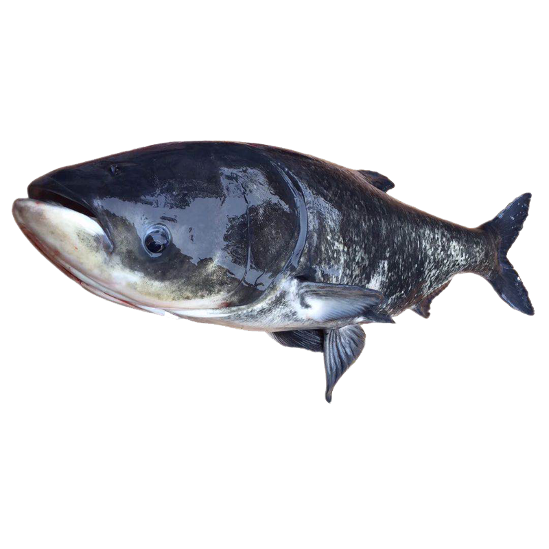 正宗淳牌有机千岛湖特产大胖头野生鲜活鲢鱼包活淡水鱼类