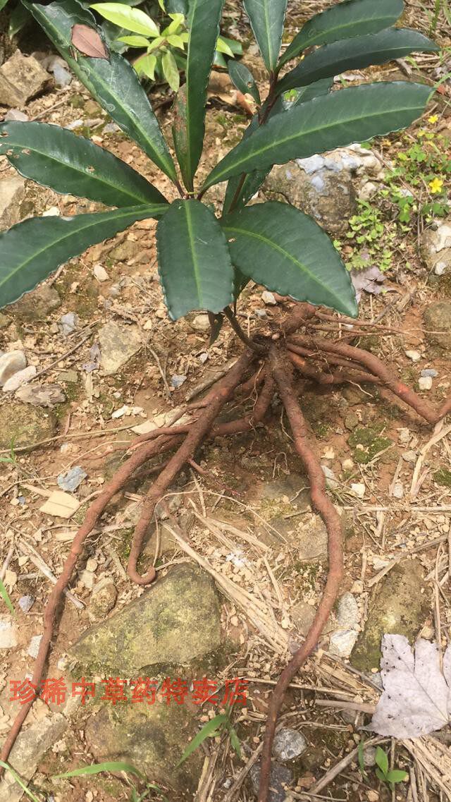凉伞散血金大万两野生中草小罗根大朱砂紫叶其他药食同源食品