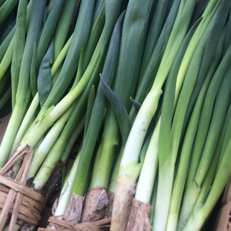 东北小葱新鲜包邮白露发芽葱蘸酱菜香葱农家其它