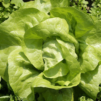 四季阳台种植易种植庭院盆栽生菜蔬菜奶油软尾家庭园艺种子