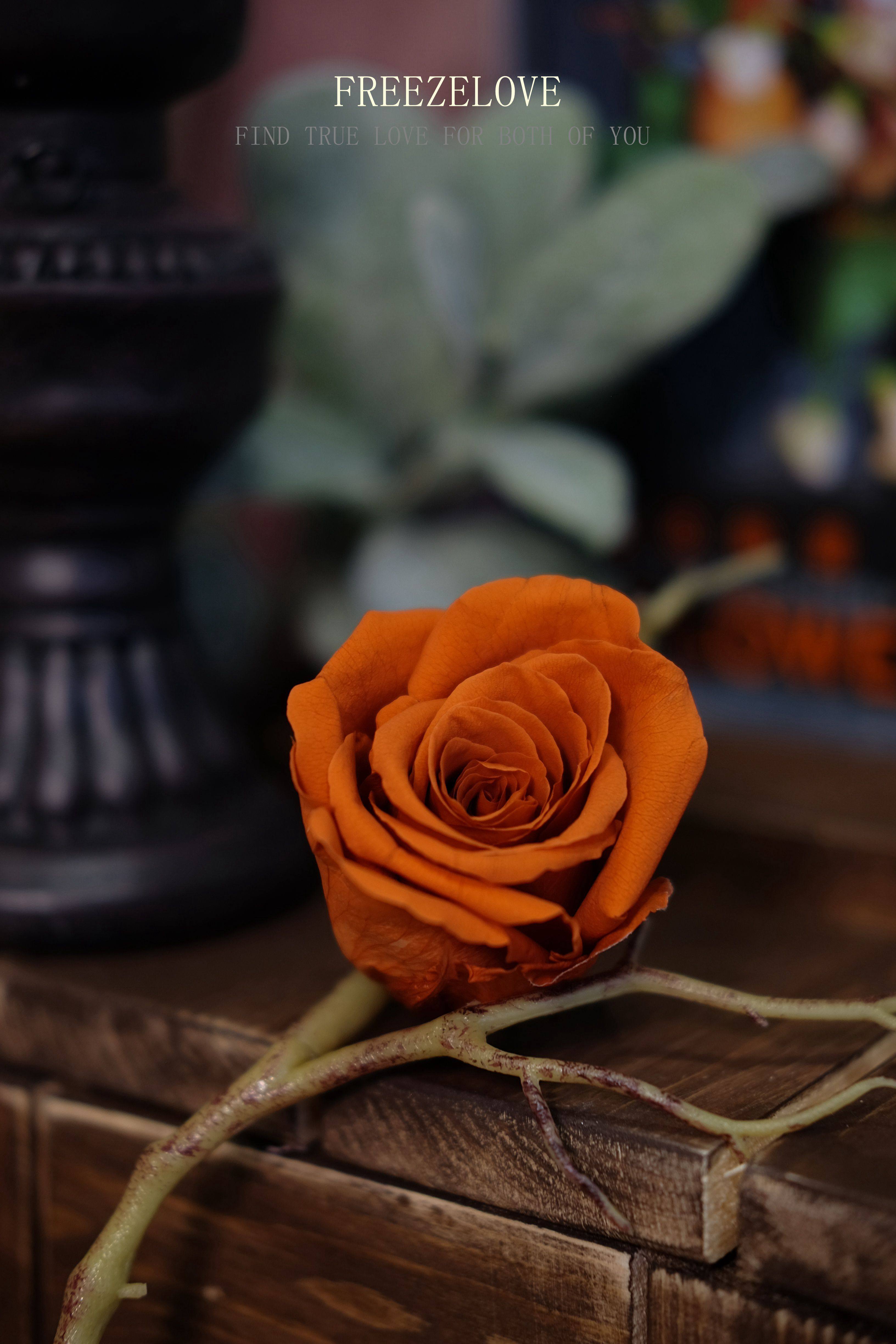 freezelove出口复古玫瑰圣诞节永生花盒玻璃罩永生花