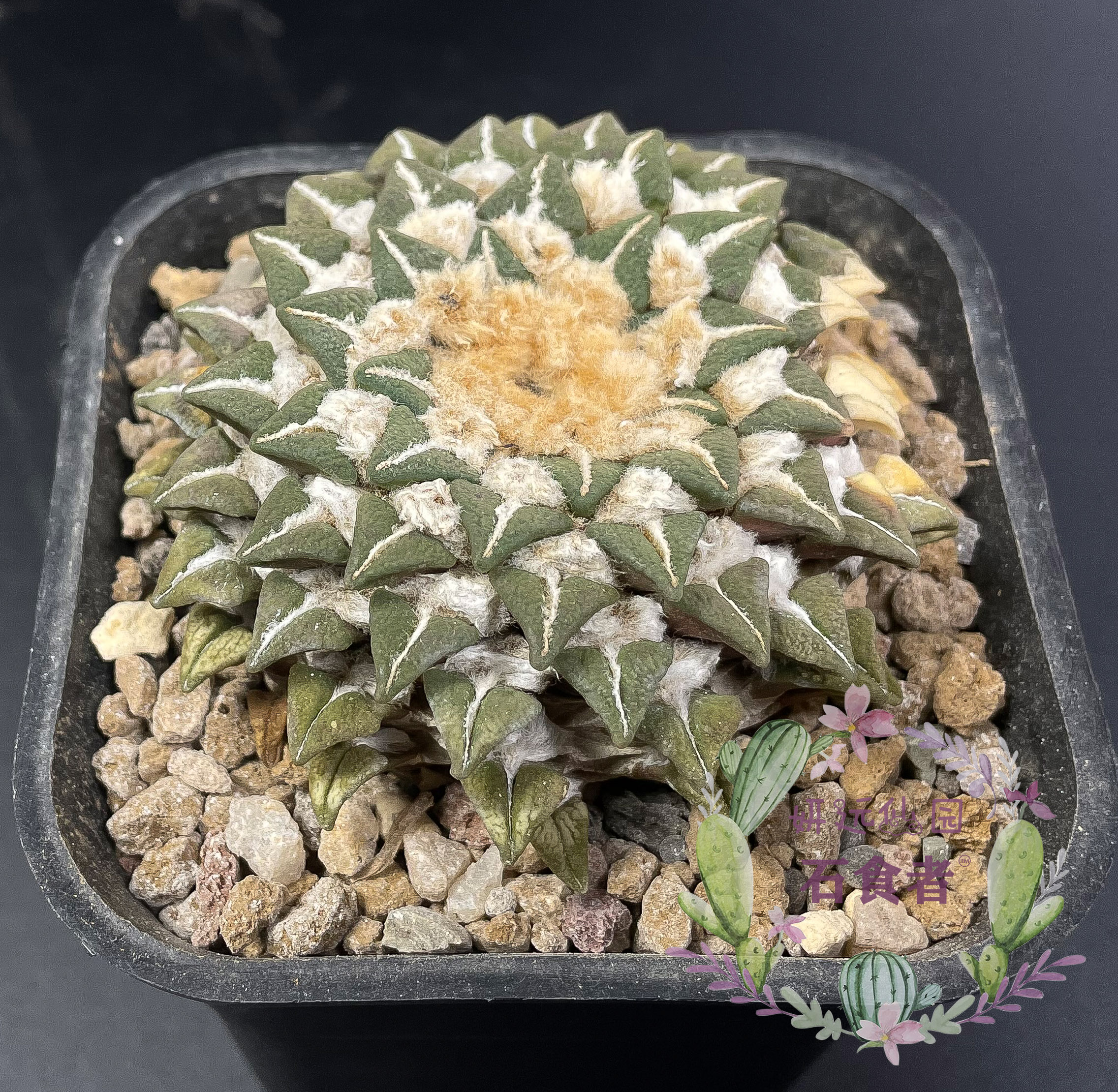 妍远仙园象足黑牡丹牡丹实生稀有进口仙人精品多肉植物