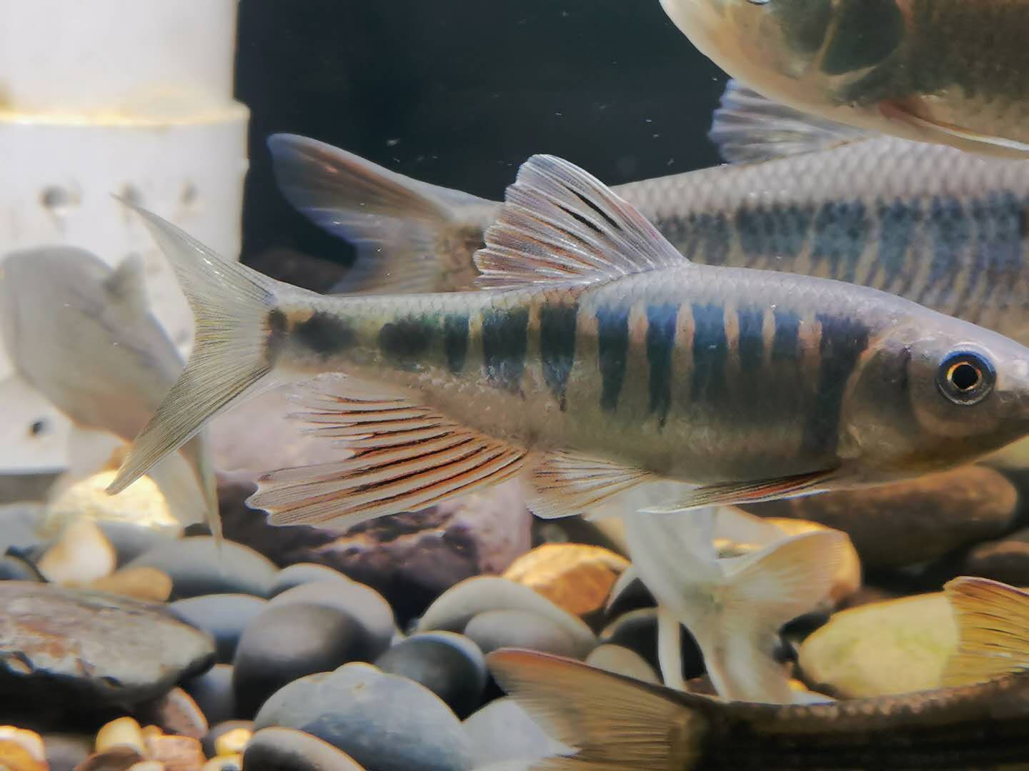 长鳍原生冷水鱼溪哥马口苗宽鳍鱲淡水不加加温鱼