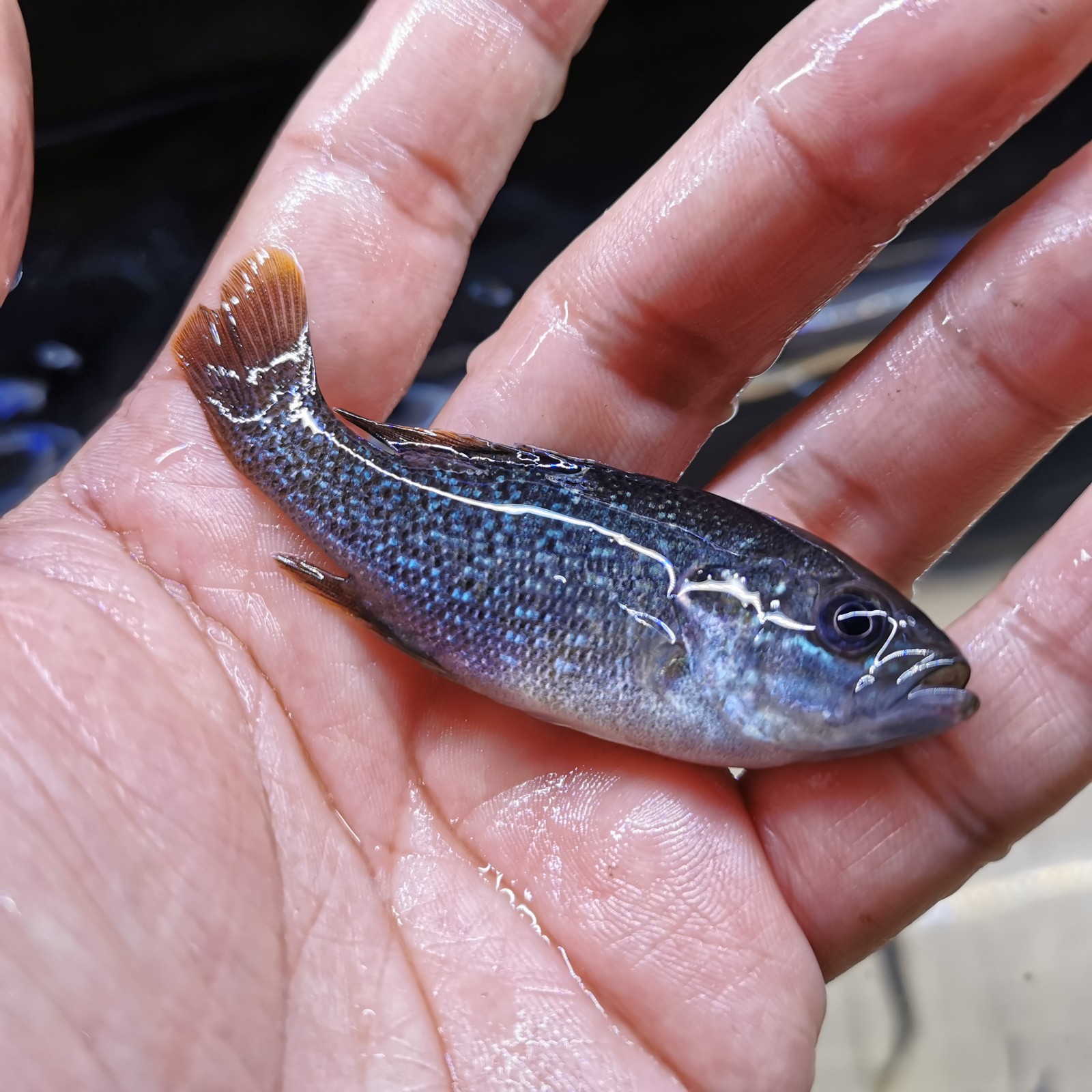 蓝鳃太阳鱼凶猛原生冷水鱼观赏鱼金鱼活体鱼苗鲈鱼鱼