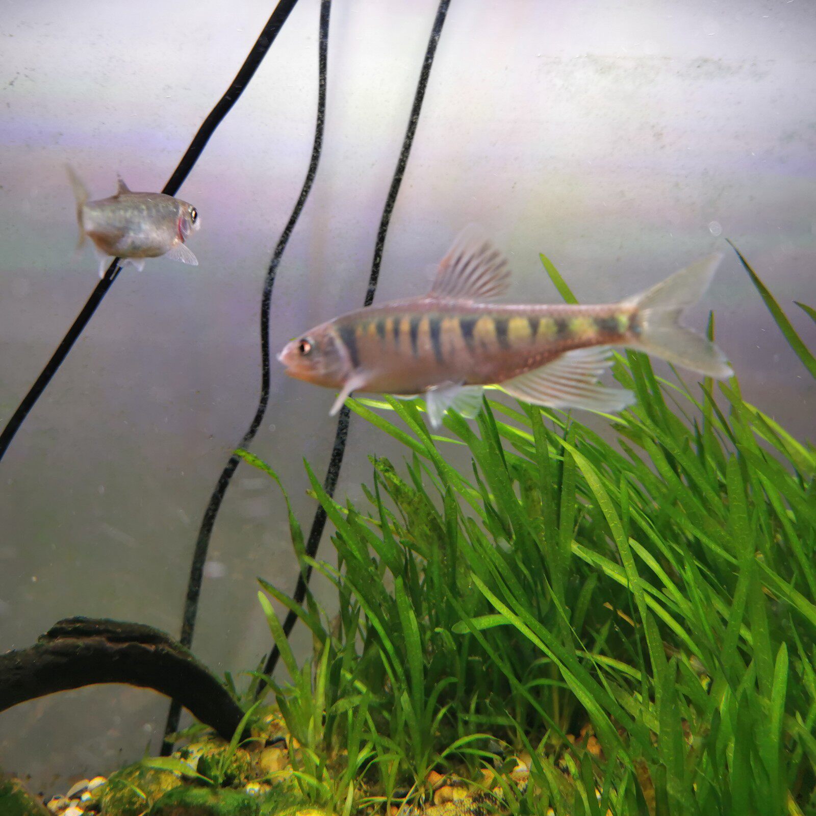 长鳍原生冷水鱼溪哥马口苗宽鳍鱲淡水不加加温鱼