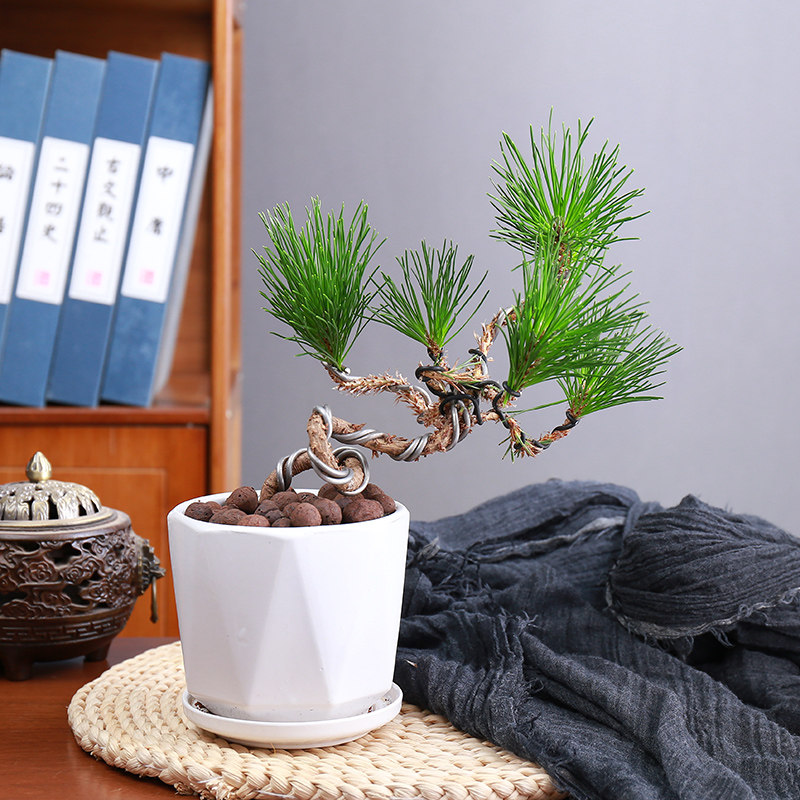 实拍日本黑松盆景新款造型松树小品盆栽爆皮绿植