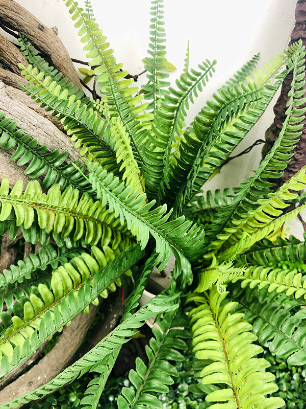 绿植高档仿真真大蕨草蕨叶蕨类植物工程造景仿真绿植