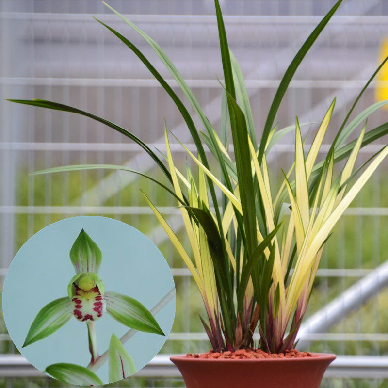 宏源花卉四季兰花苗带花苞浓香建兰中透高山春色兰草花卉植物盆栽