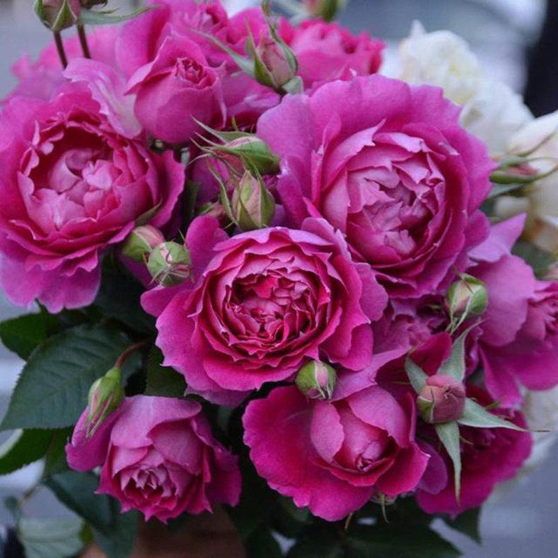 小花农月季坞欧月天方夜谭多花大花浓香月季玫瑰绿植盆栽庭院花卉