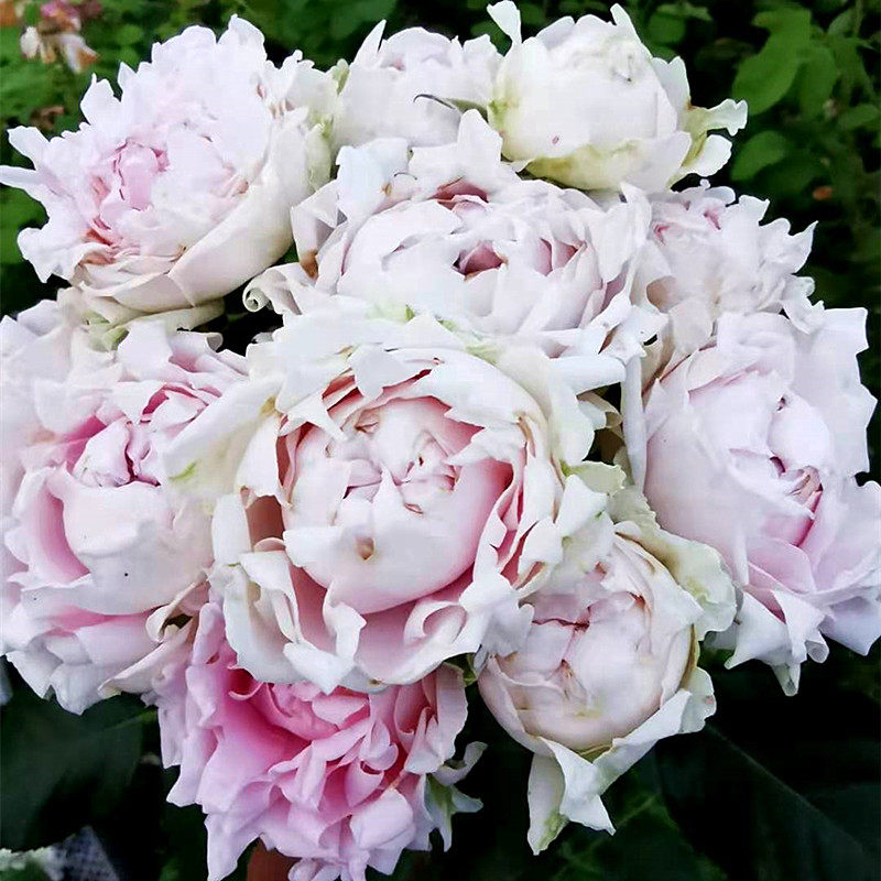 月季小花农欧月棉花糖泡泡四季大花多花玫瑰盆栽时令草本花卉