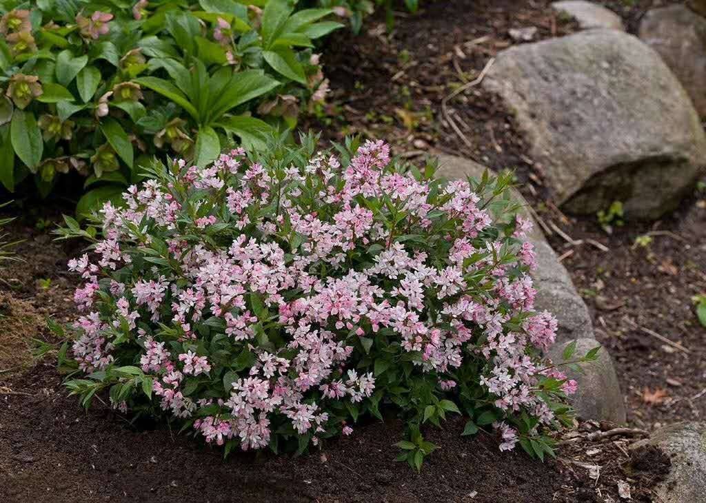小花农月季坞溲疏雪樱花易养丰花耐室外庭院花卉时令草本花卉