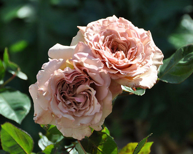 月季小花农日月第九天使天堂系列大花香型玫瑰时令草本花卉