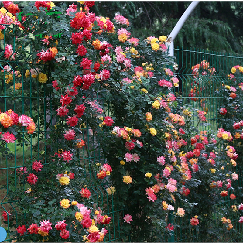 小花农月季藤本月季彩虹变色龙多花玫瑰绿植盆栽庭院时令草本花卉