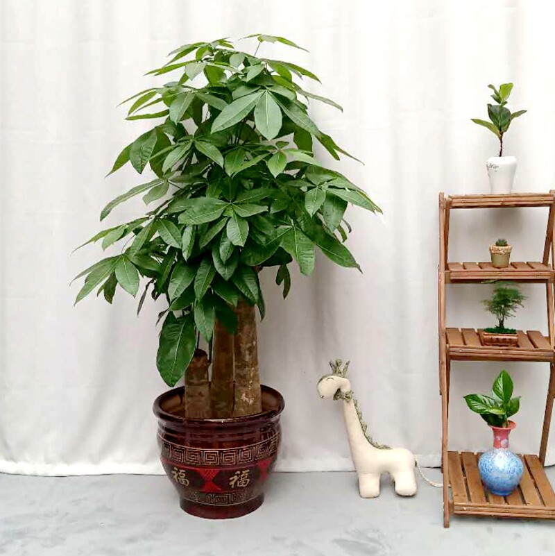 步步高发财树单杆客厅办公办公室室内大盆树大盆栽大型绿植