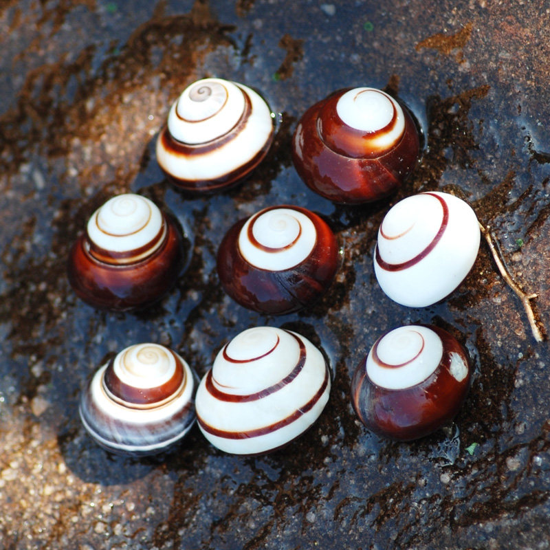 天然海螺贝壳小黑黑面包3cm鱼缸造景家居装饰摆件海螺