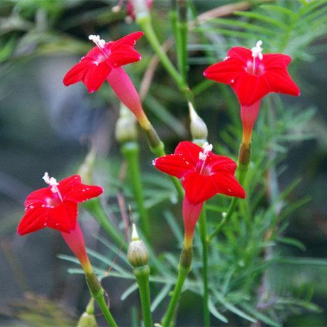 羽叶茑萝花种子五角星花种籽子室外爬藤阳台盆栽五星花籽开花不断