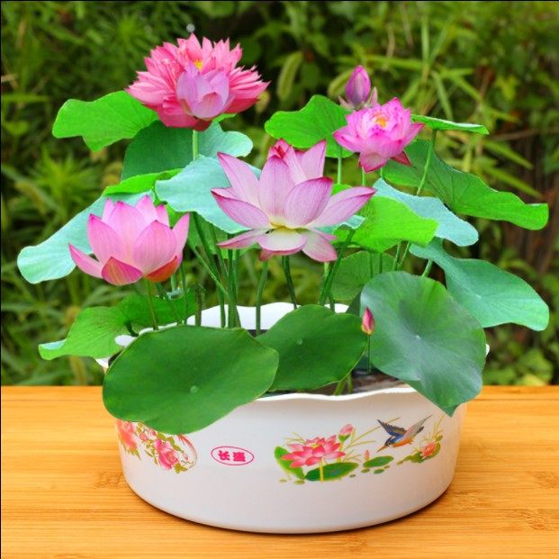 新手易种混色小荷花子种碗连花种孑水培莲花种子水养盆栽已开口