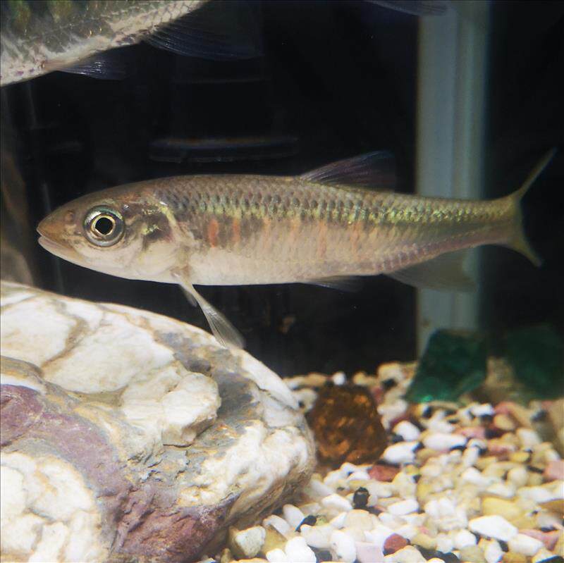 溪流长宽鳍类高屏鱲溪哥桃花马口原生群游冷水鱼