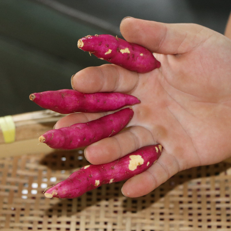 优惠券后16.8元,迷你小香薯5斤正宗天目山手指小红薯临安新鲜番薯板栗