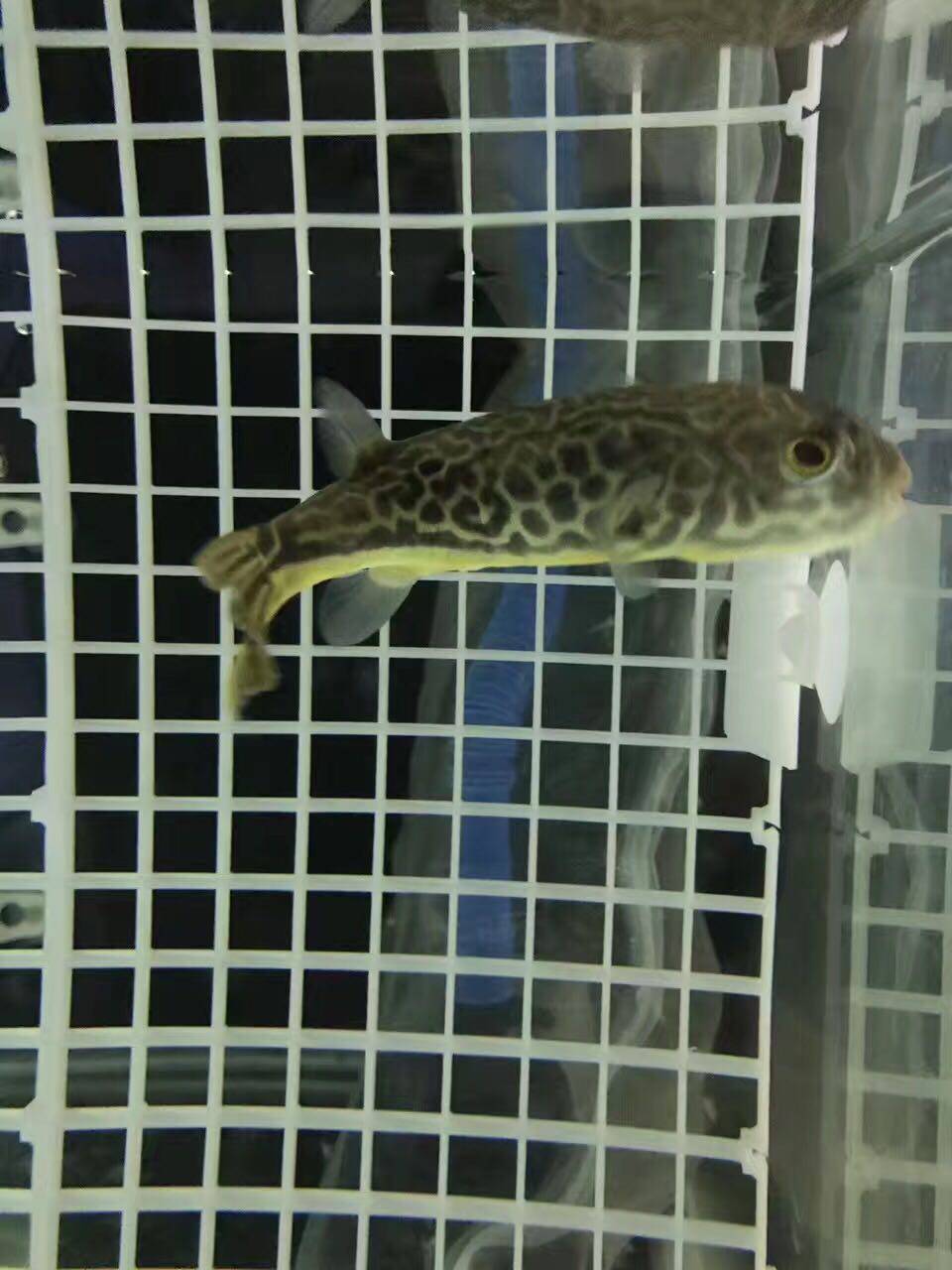 红木瓜狗头斑马狗头活体鱼毛毛狗头鱼淡水河豚鱼包邮