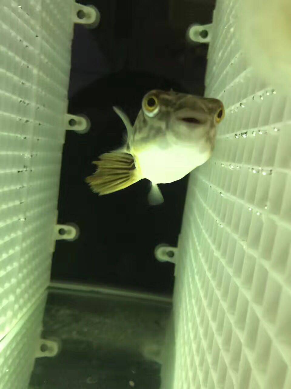 斑马狗头鱼活体 黄胖子 淡水热带鱼 毛毛狗头鱼 河豚鱼 皇冠狗头