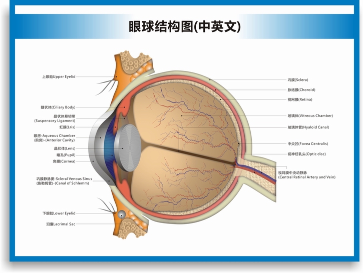 眼球解剖图结构图眼球的构造眼睛穴位按摩眼保健操眼科海报挂图