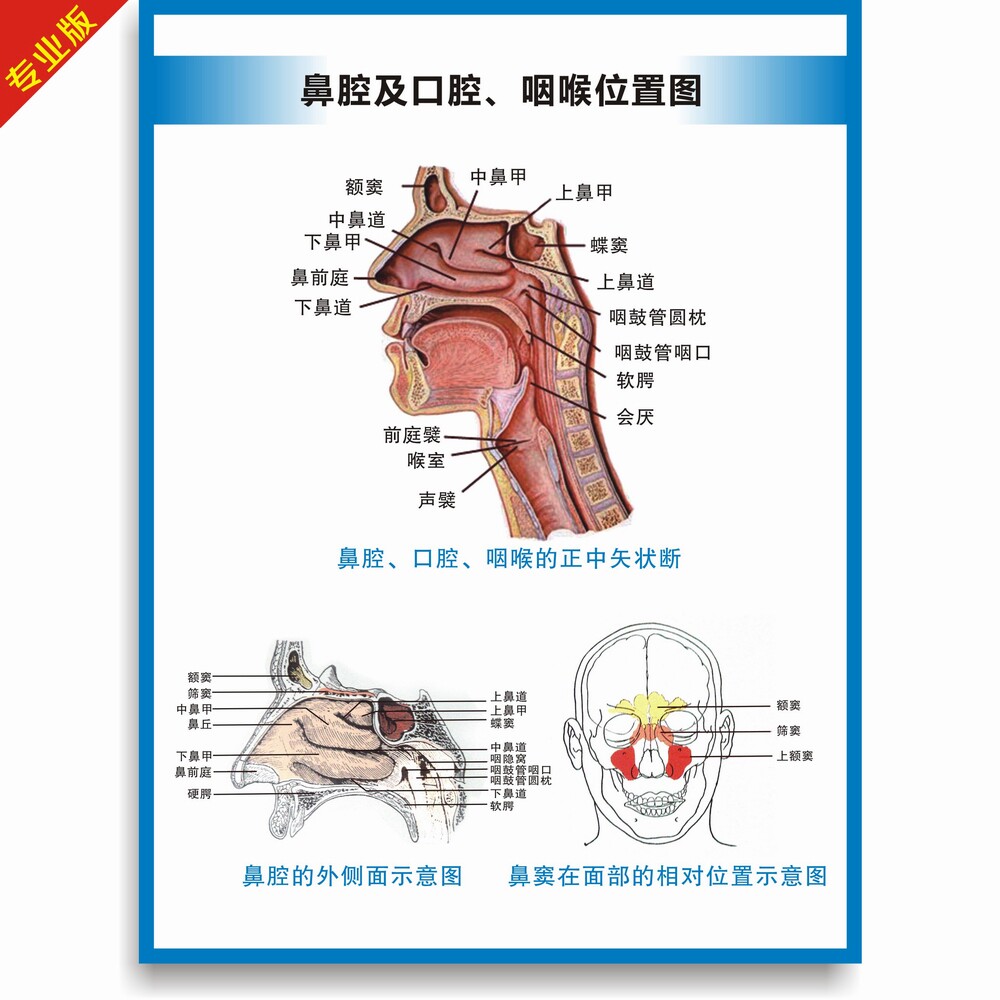 鼻腔挂图鼻子构造结构图解剖耳鼻喉科室医疗海报写真