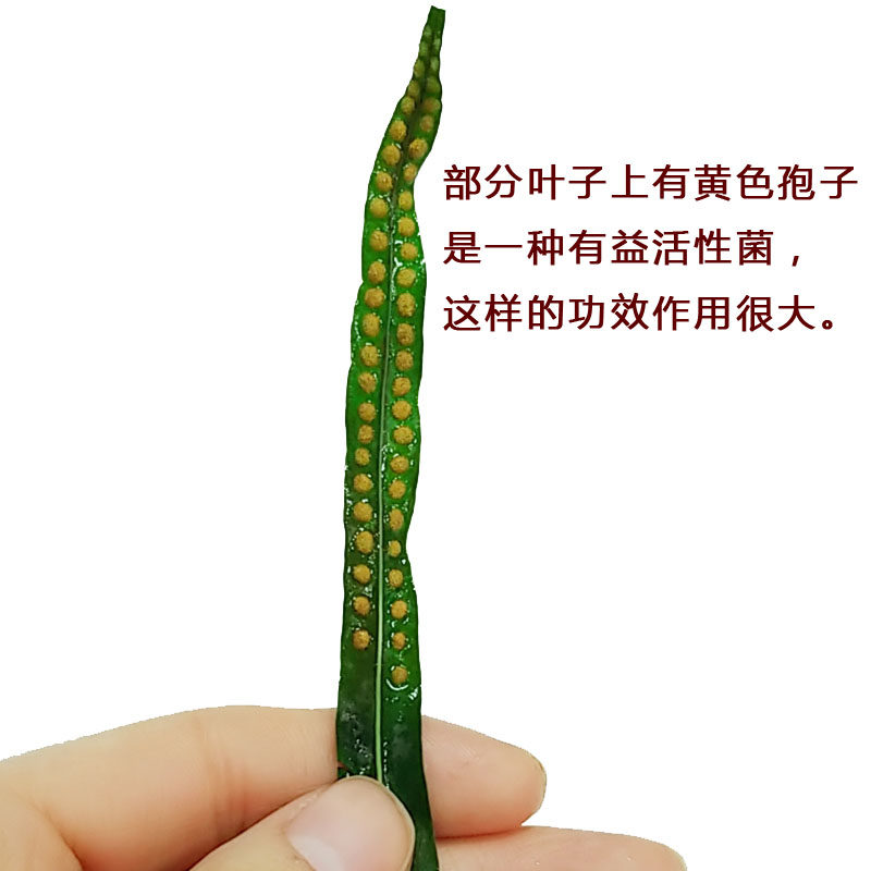 肾精茶2019新采天然野生肾经茶叶 养生茶 保健 花草茶50g包邮