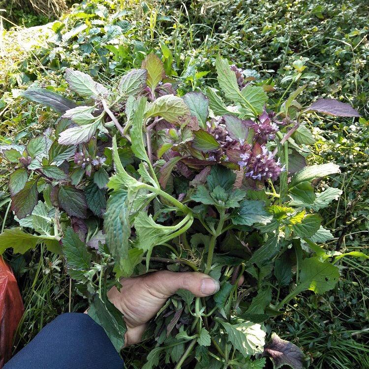 新鲜血丹白头翁退血血草胆散苦地草破白毛筋骨其他药食同源食品