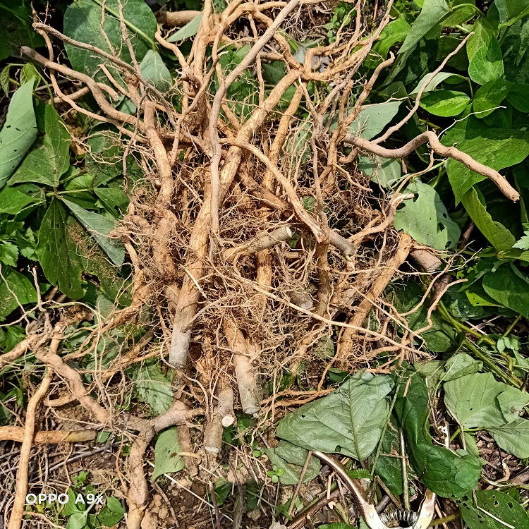 现挖新鲜牡丹500g臭枫根芙蓉臭枫草矮桐子八宝其他药食同源食品