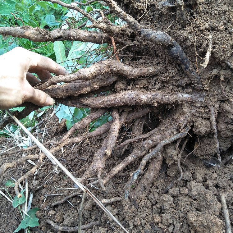 新鲜乌药根500克矮樟香桂樟铜钱柴现挖现发生乌药茶枝叶有售