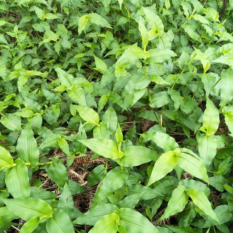 竹叶叶草野生正品中草药新鲜多穗缩箬鲜品500克其他药食同源食品