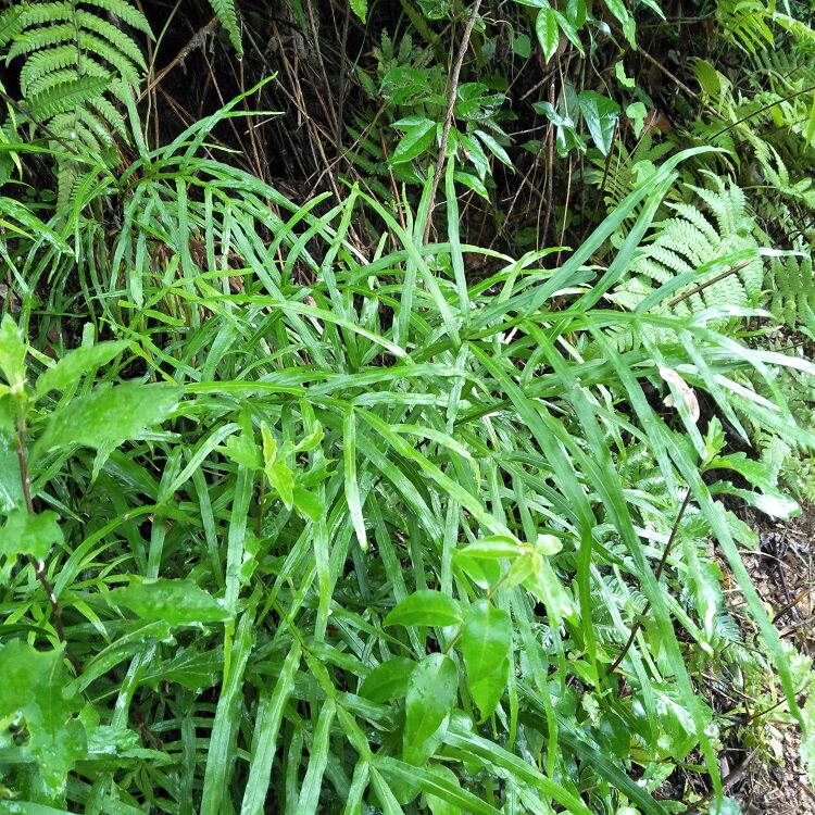 凤尾新鲜500g包邮草鸡鸡脚草金鸡尾五指井边其他药食同源食品