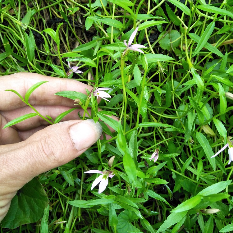 半边新鲜中草药盆栽蛇利菊细米舌草500g现采泡茶时令草本花卉