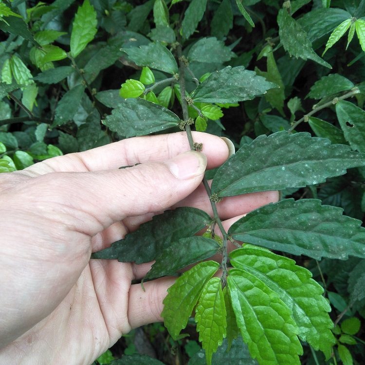 深山赤车使者新鲜大楼楼梯草生鹿角七大细水其他药食同源食品