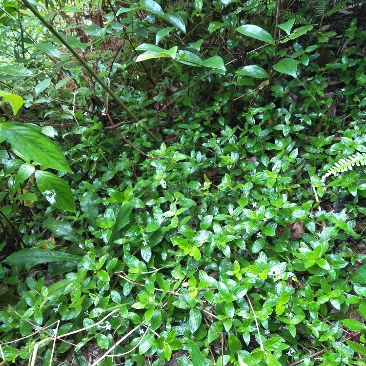 新鲜金毛耳草石打穿行路过路蜈蚣仙人坐草上山其他药食同源食品